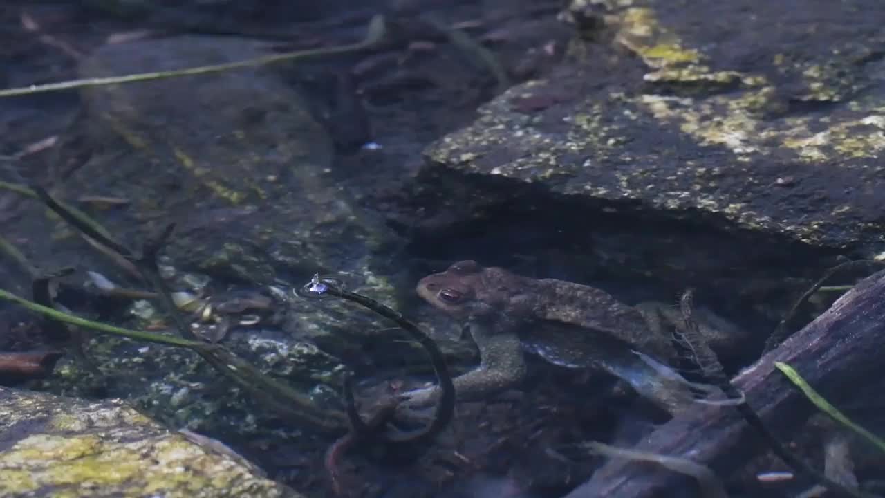 水中常见的蟾蜍(大蟾蜍)视频素材