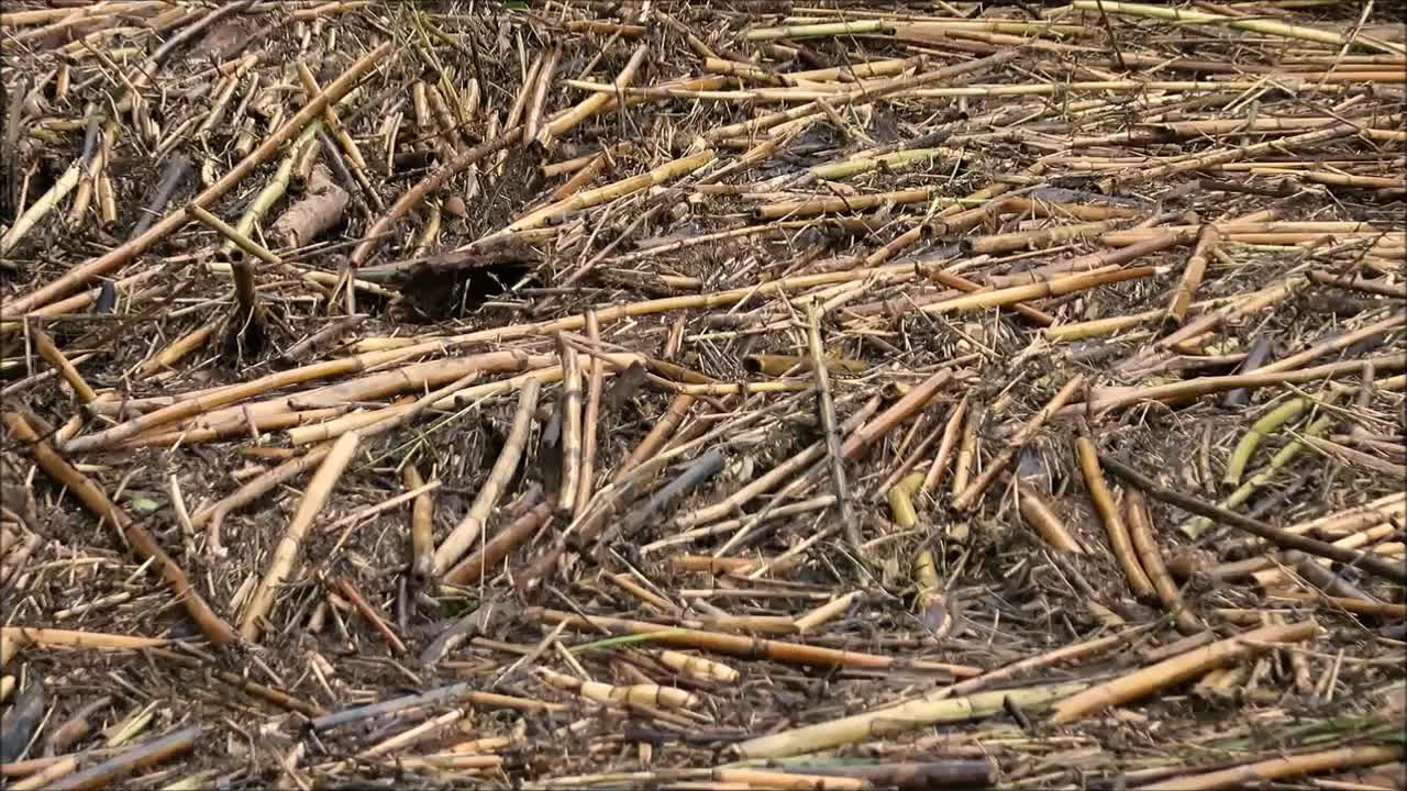 暴雨后湍急的河流视频素材