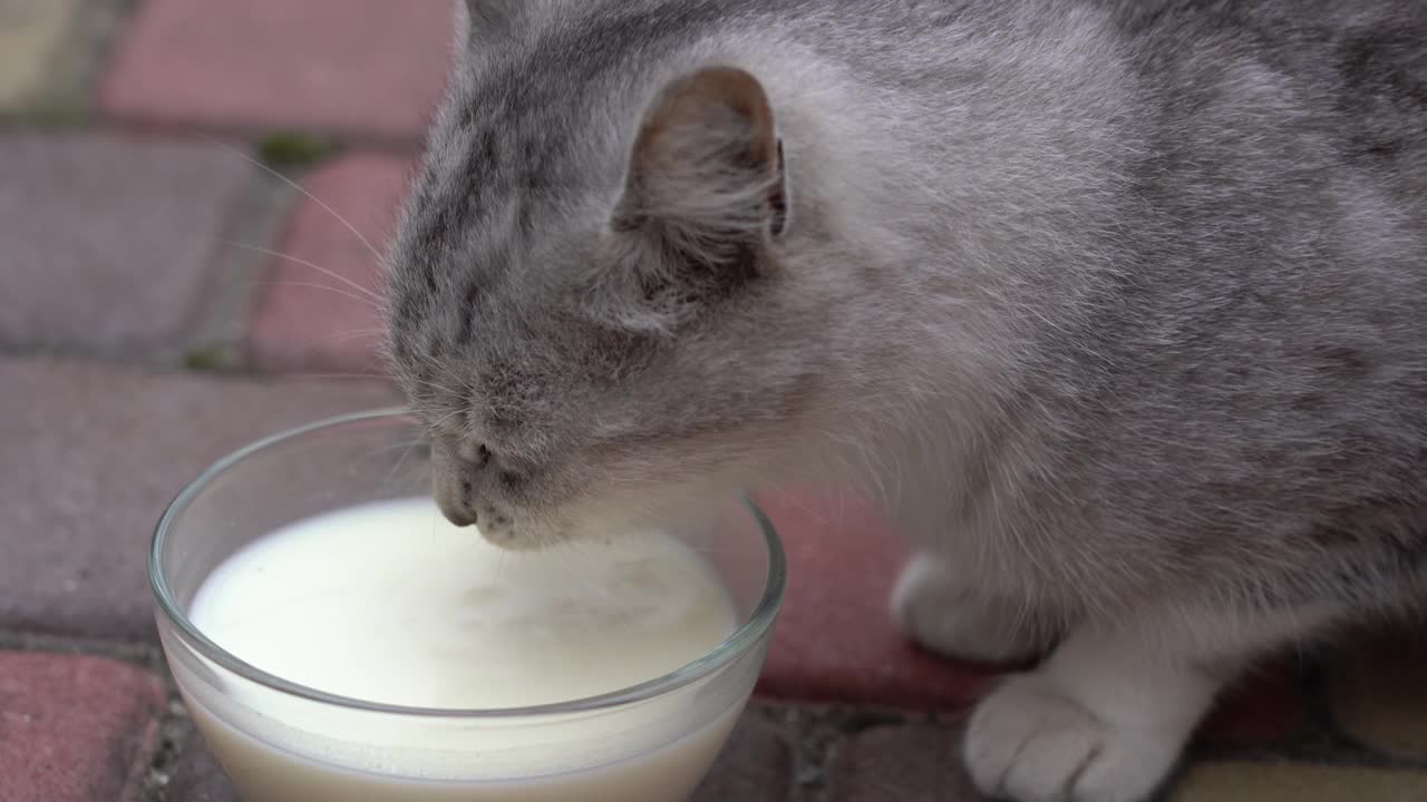 可爱的小灰猫在户外喝着玻璃碗里的牛奶视频素材