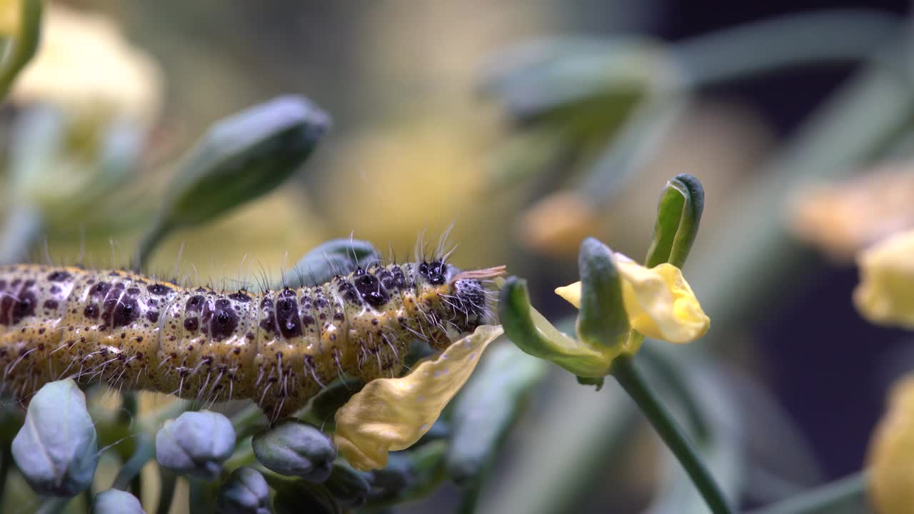 白菜蝴蝶毛虫上有绿色花椰菜，花黄色，宏观视频素材