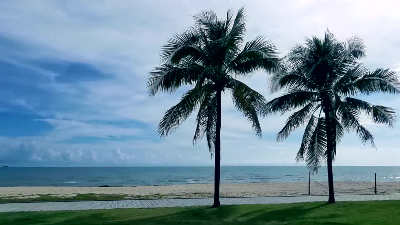 两棵大棕榈树在蓝色晴朗的天空股票视频视频素材