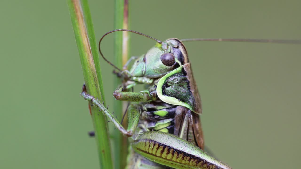 栖息在一片绿色的草叶上的罗塞尔蟋蟀(罗塞尔翅目)。捷克共和国，欧洲野生动物视频素材