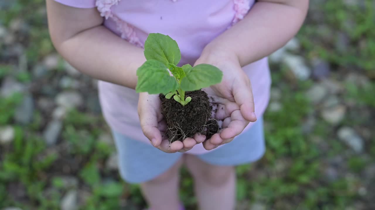 在小孩手中发芽。一个新生命的诞生，一株小植物视频素材