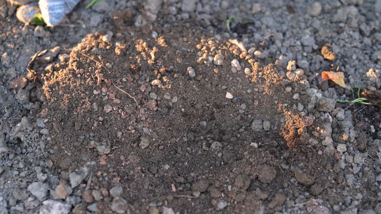 种植植物的特写镜头视频素材