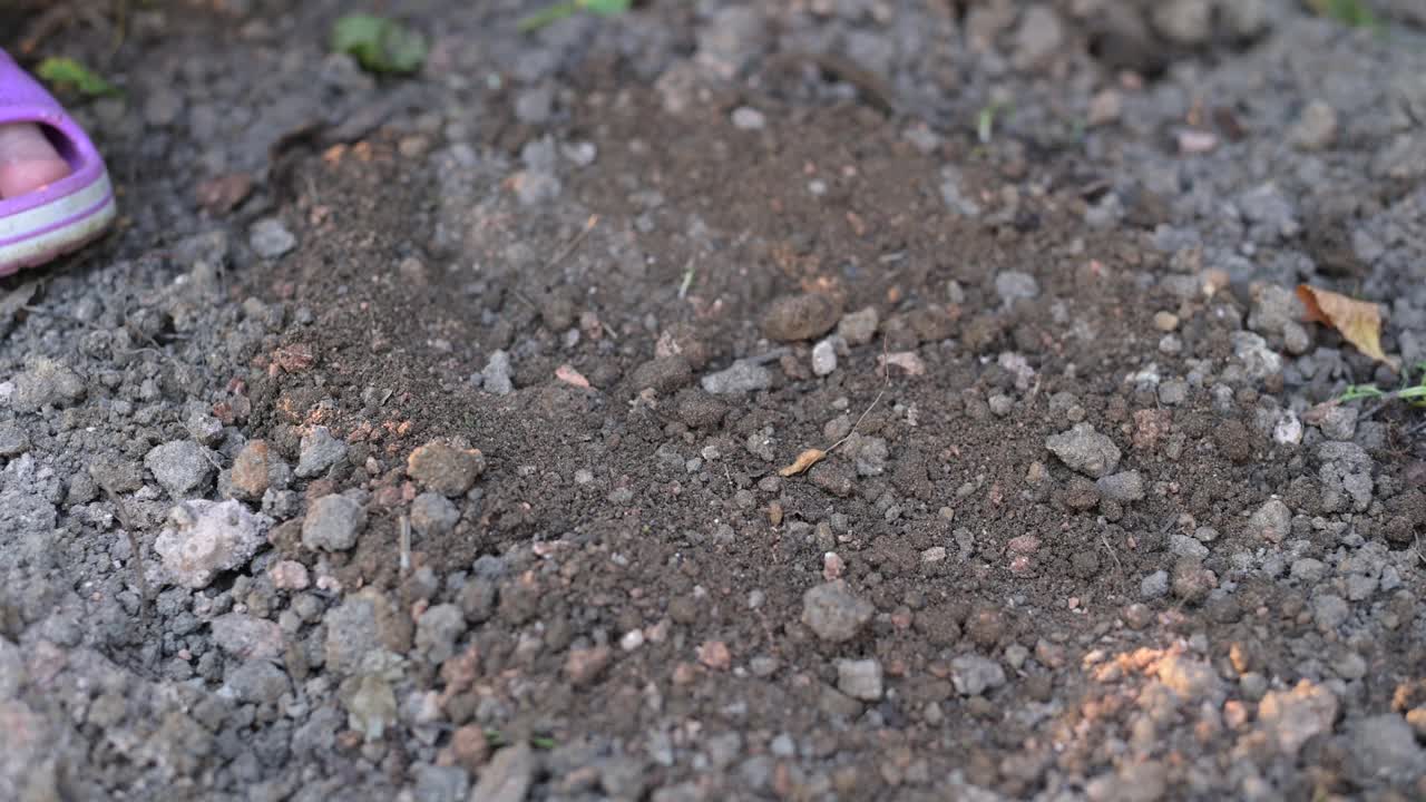 一个小女孩在地里种植物，特写镜头视频素材