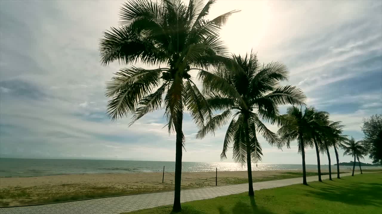 六棵大棕榈树在蓝色晴朗的天空股票视频视频素材