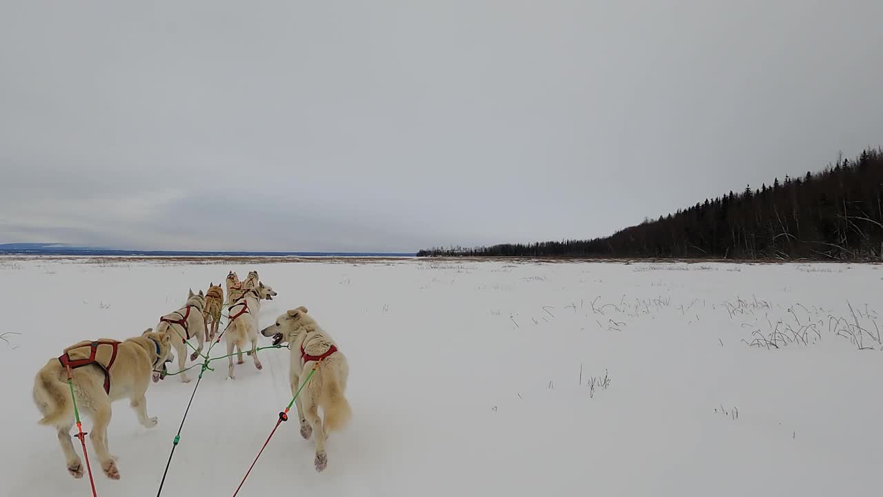 西伯利亚哈士奇雪橇活动的全景图。慢动作视频素材