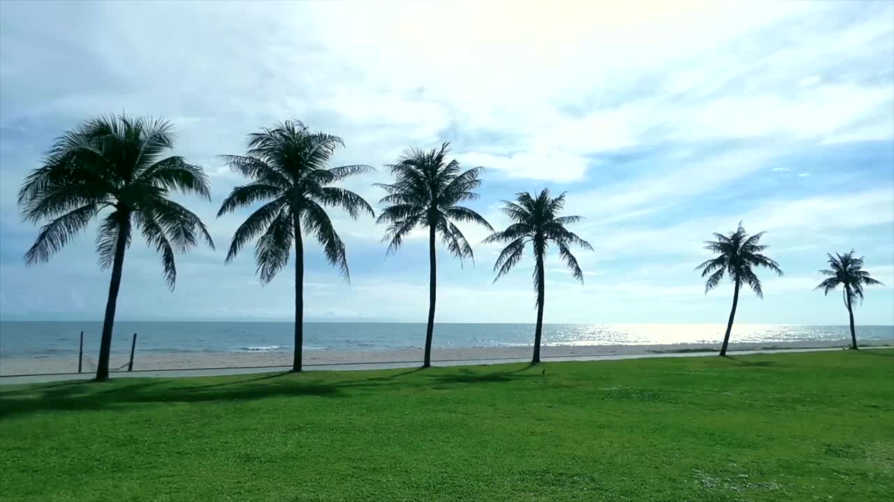 六棵大棕榈树在蓝色晴朗的天空股票视频视频素材