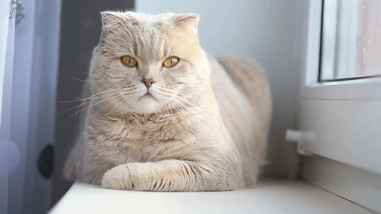 可爱好奇的苏格兰折猫在窗边放松，特写肖像视频素材