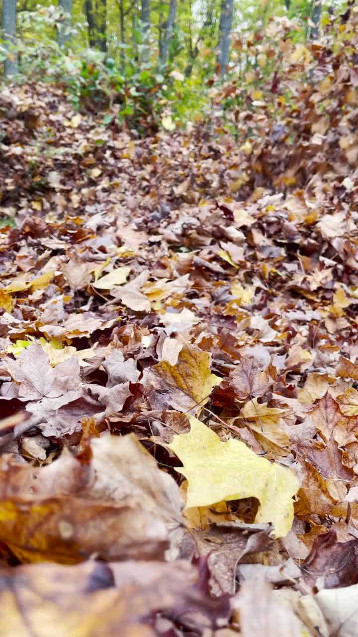 吹叶机吹出多彩的秋叶视频素材