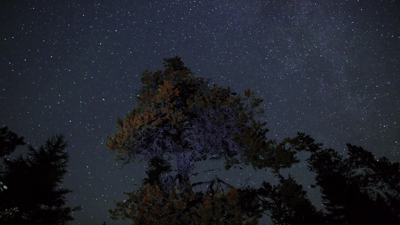 夜空与流星上方的树梢视频素材