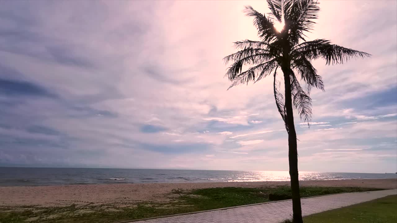 大棕榈树在蓝色晴朗的天空股票视频视频素材