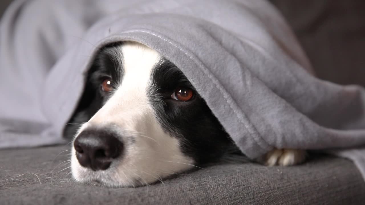 有趣的小狗博德牧羊犬躺在沙发下格子室内。小宠物狗在家里保暖，在寒冷的秋天躲在毯子下面。宠物动物生活Hygge心情概念视频素材