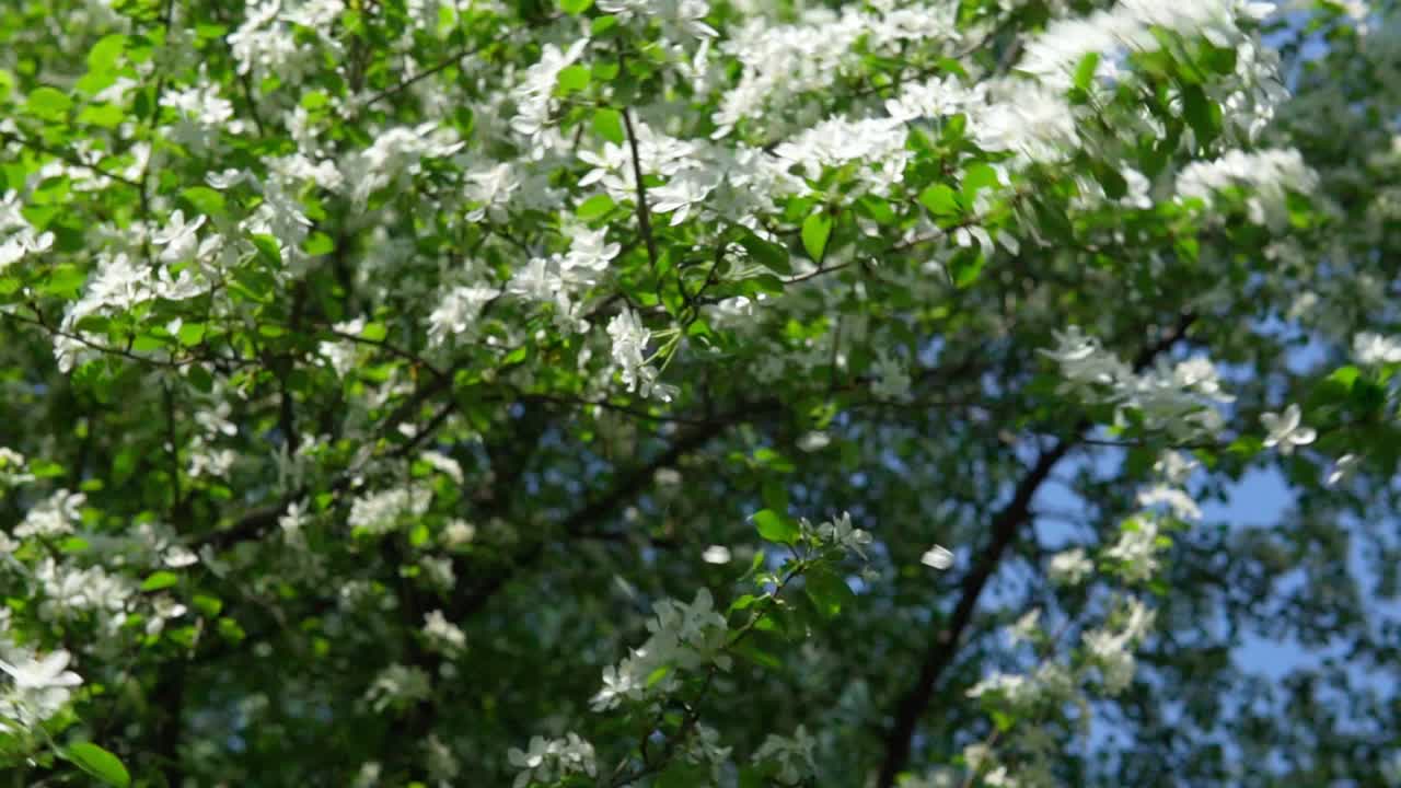 树上开着白色的苹果花。选择性聚焦春季。缓慢的莫视频素材