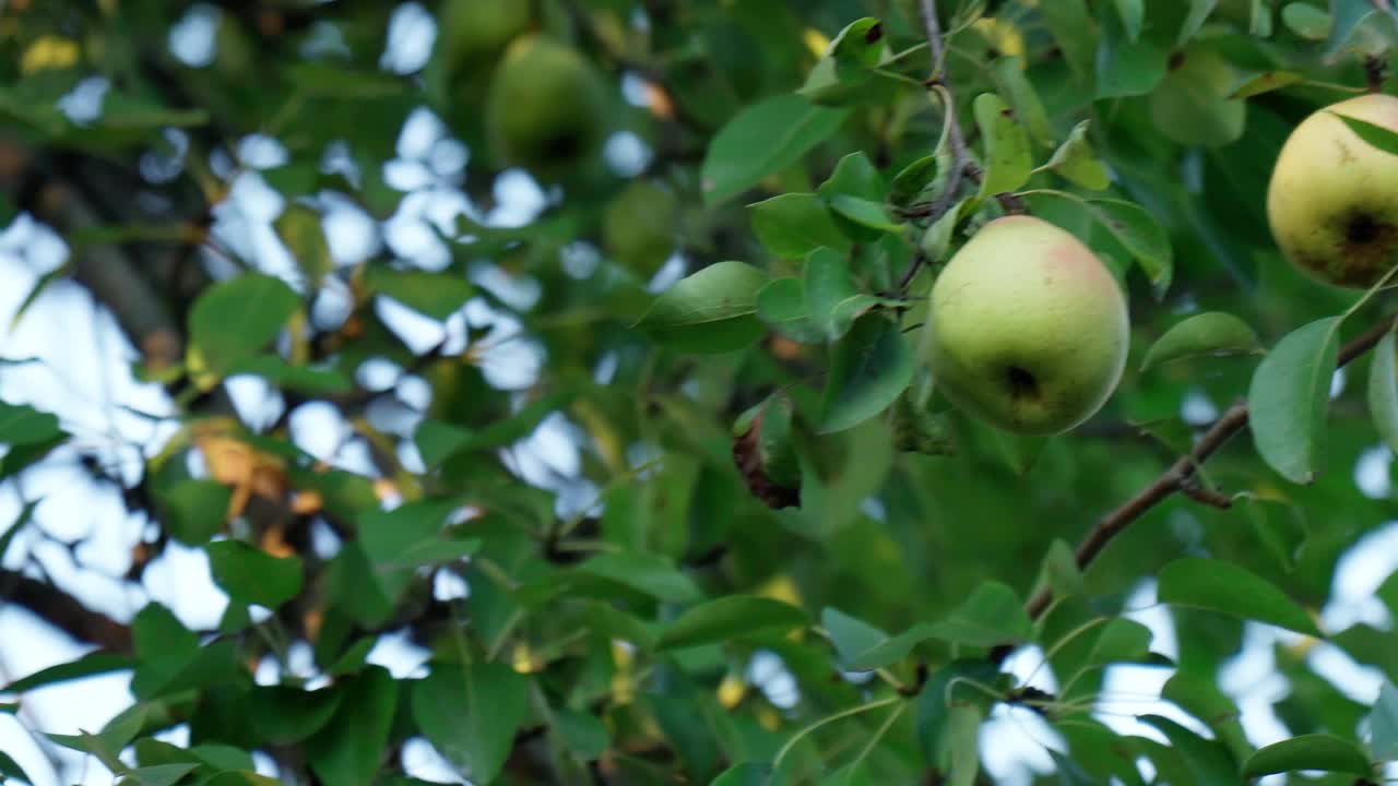 自然环境中的有机梨。夏季花园里种梨。有选择性的重点。视频素材