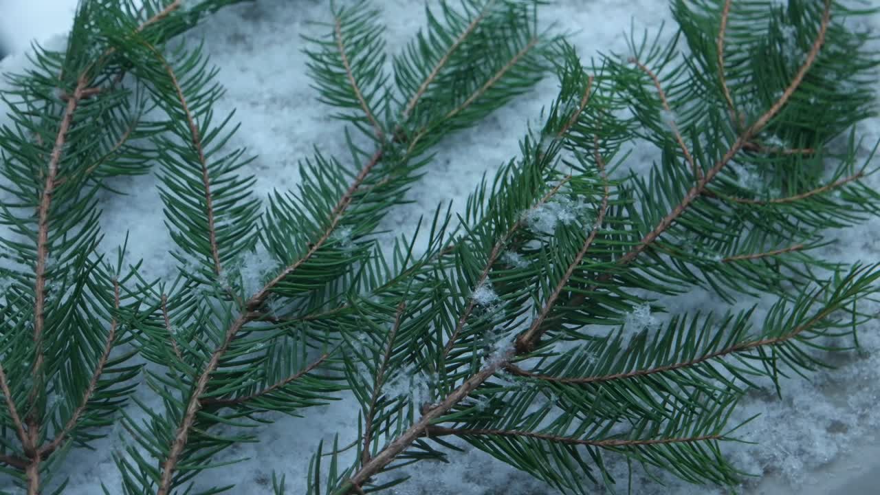 云杉树枝躺在雪地里视频素材