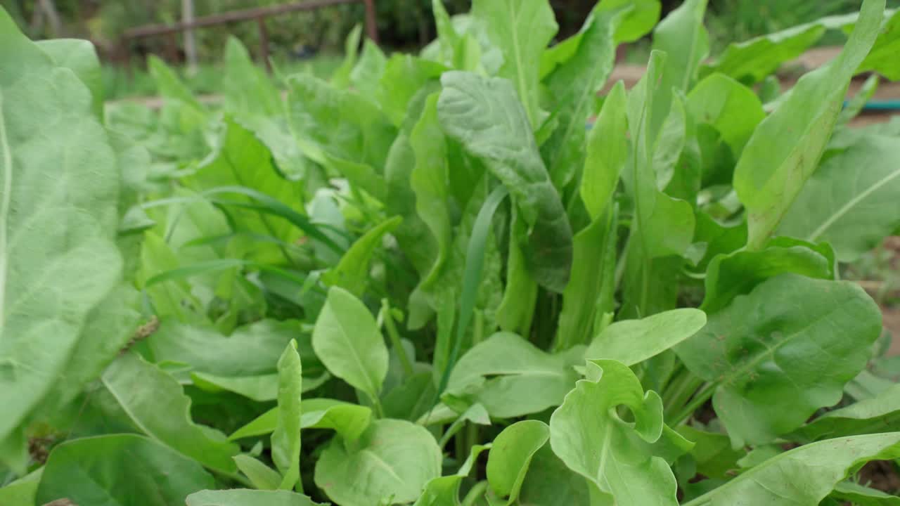 收获酢浆草属。有机素食的概念。有选择性的重点视频素材