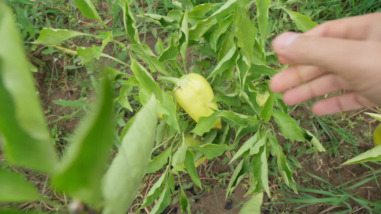 在菜园里，成熟的绿色灯笼椒挂在植物上。观点视频视频素材