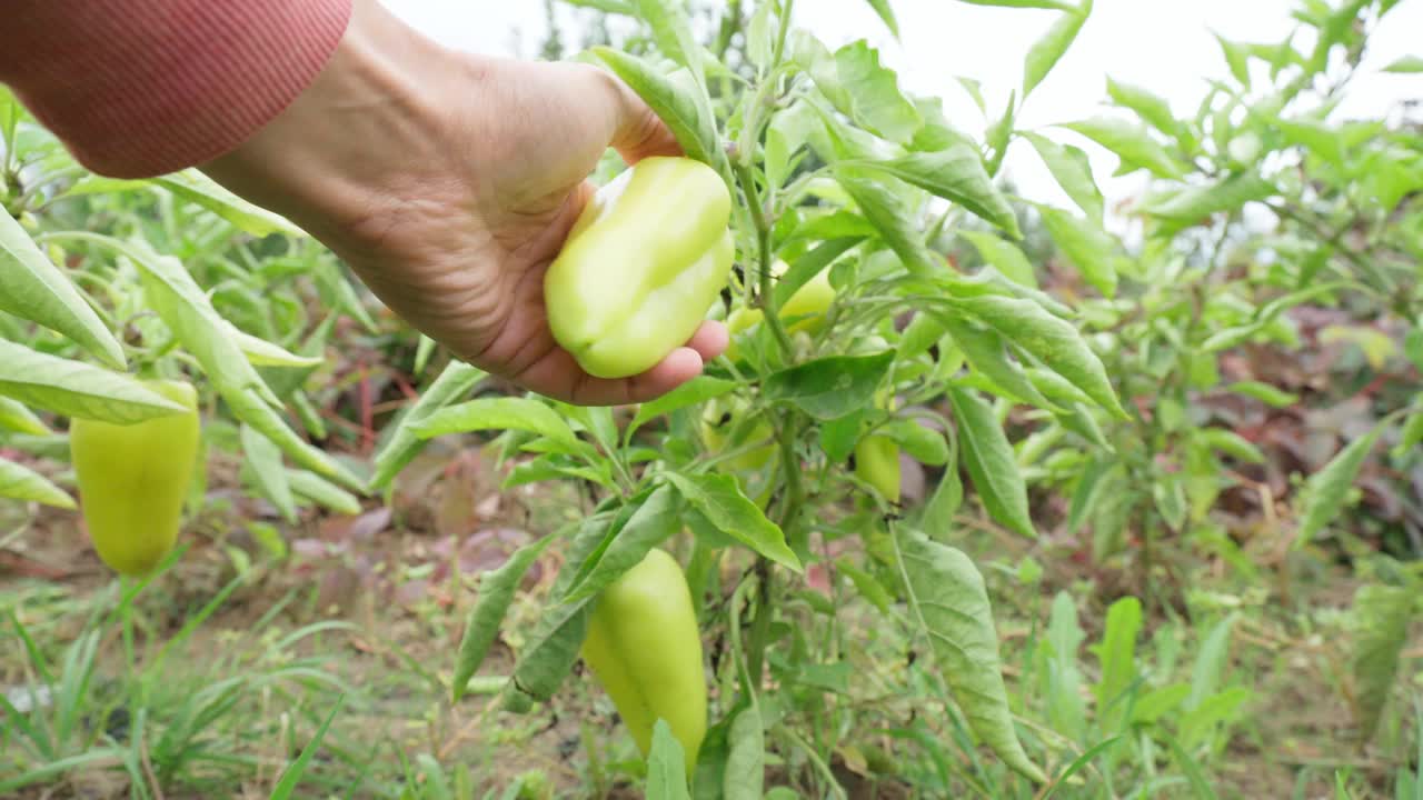 收获青椒，健康减肥食品。有机生态蔬菜收获。近距离视频素材