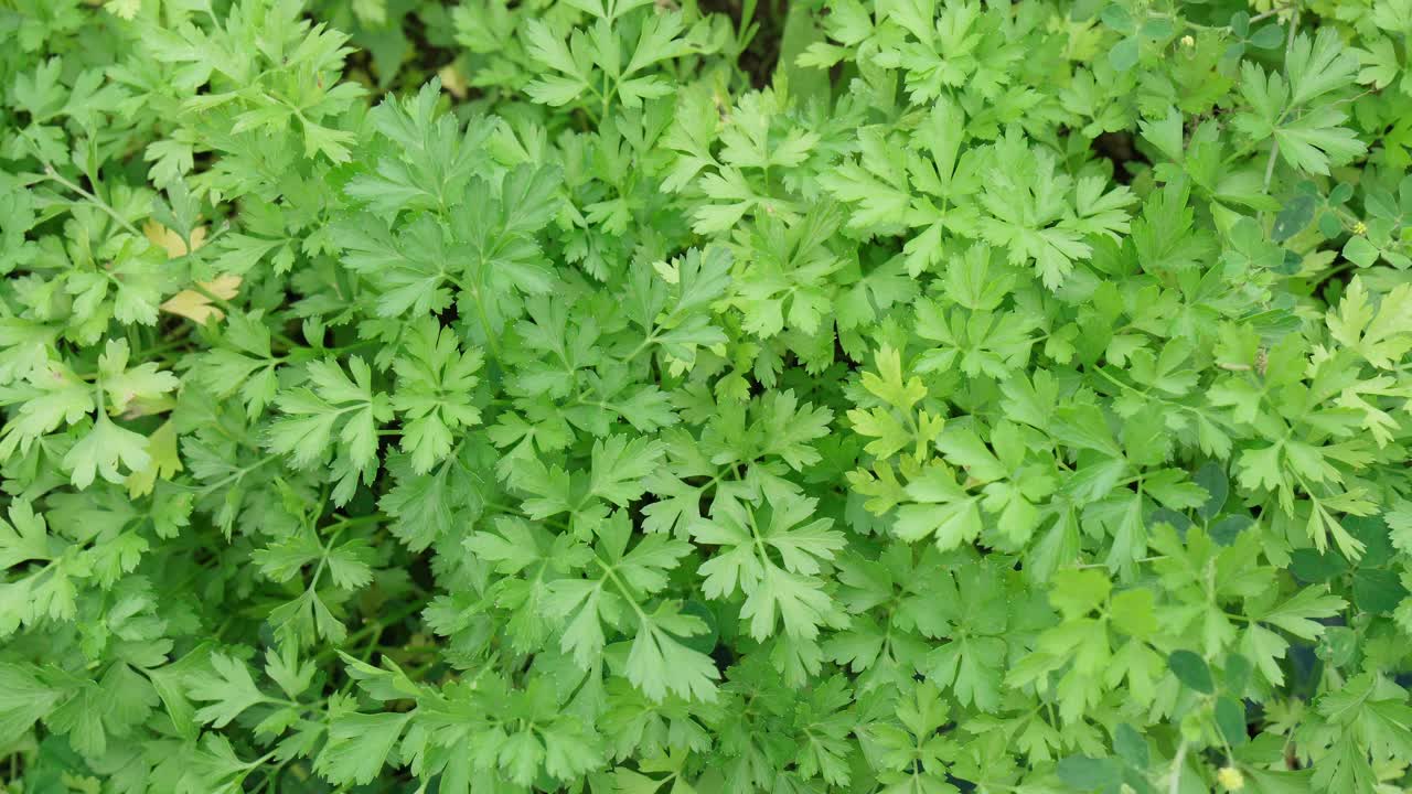 在户外的花园里种植。绿色背景的欧芹叶，特写视频素材