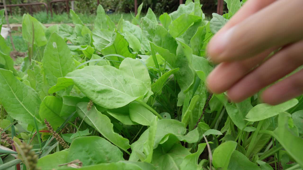 花园中种植的有机酢浆草绿色的酢浆草叶子在花园床上种植农业植物。有选择性的重点视频素材