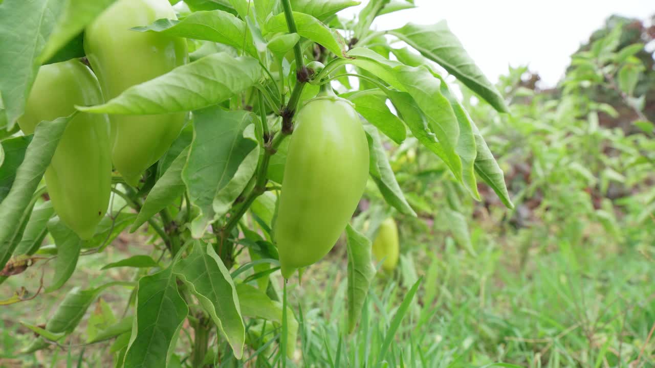 在菜园里，成熟的绿色灯笼椒挂在植物上。有机生态蔬菜。视频素材