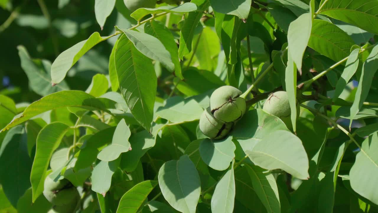 未成熟的绿色核桃挂在树枝上。绿色的叶子和未成熟的核桃。绿色果壳的生核桃。核桃的果实。视频素材