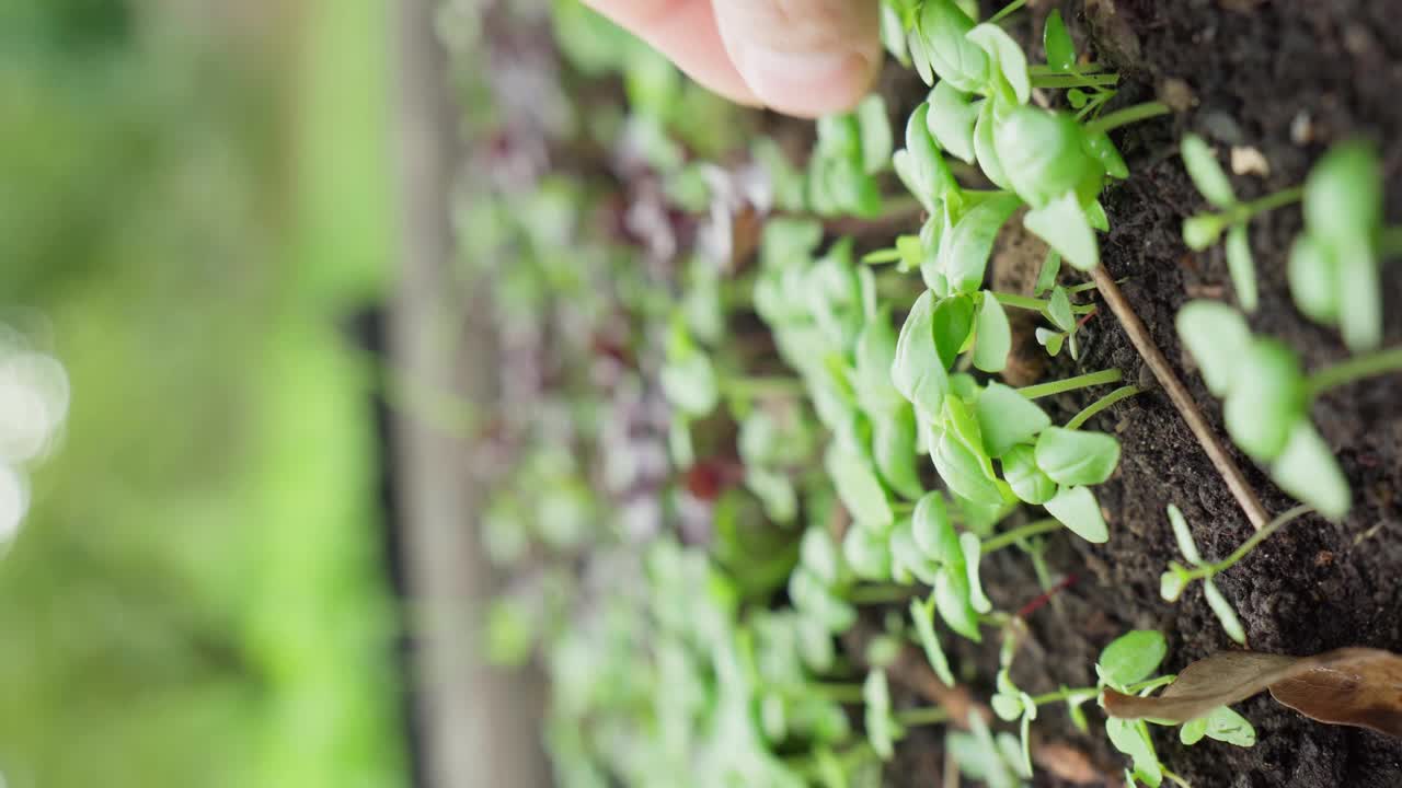 罗勒叶是绿色的天然草本植物。有选择性的重点。越来越健康的香料。垂直视频视频素材