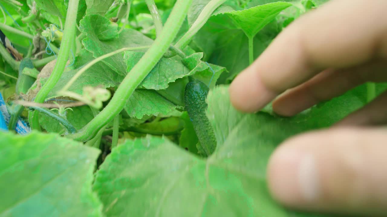 增长的温室黄瓜。日益增长的有机食品。黄瓜收获视频素材