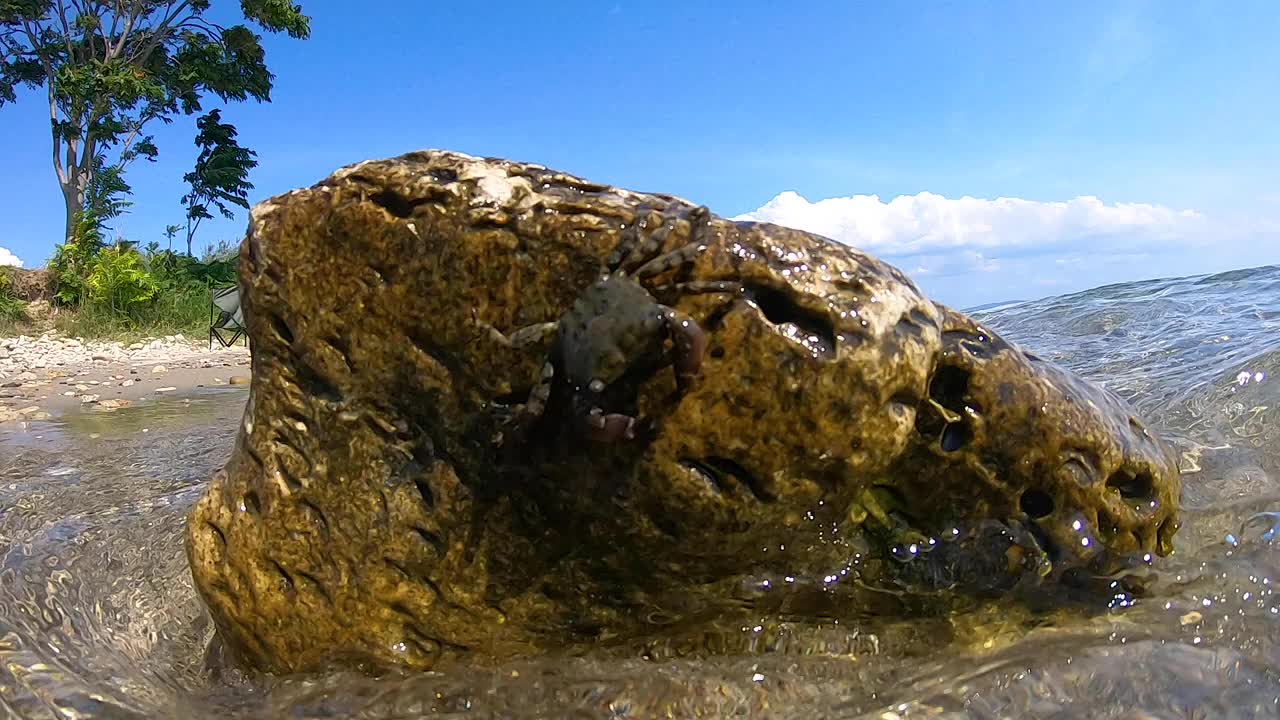 螃蟹试图呆在岩石上，因为海浪不断地拍打着海岸视频素材