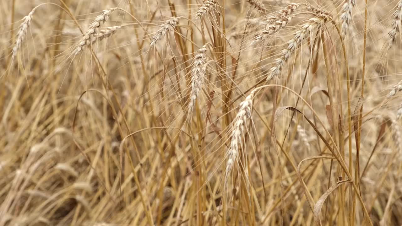 夕阳下金色成熟的麦穗随风在夏天的田野里移动视频素材