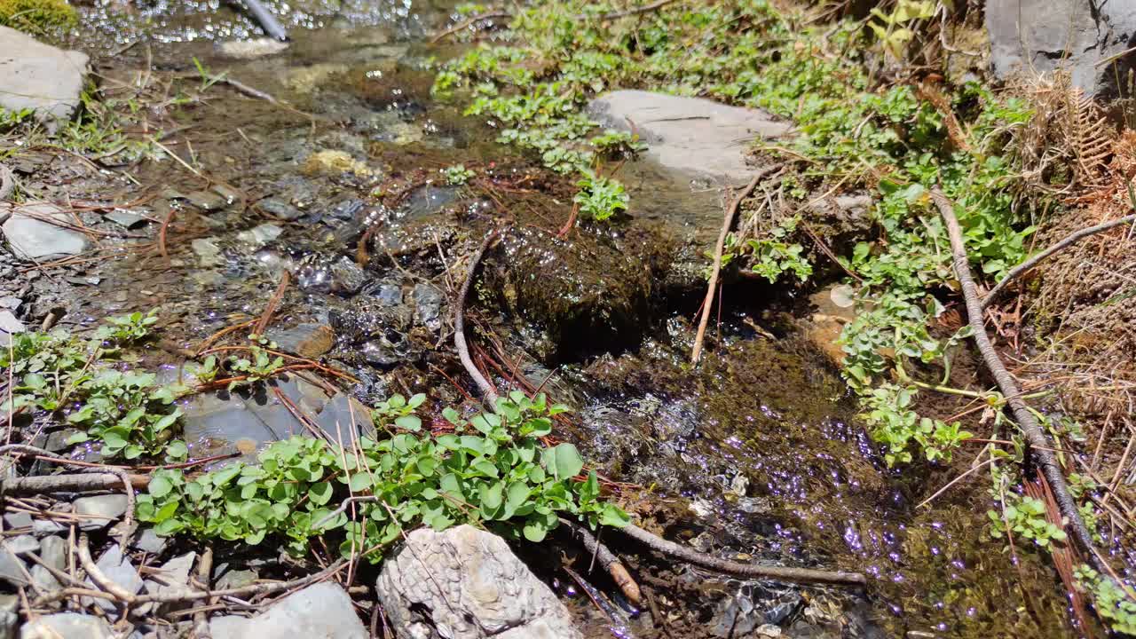 自然河流瀑布森林，水流过石头视频素材