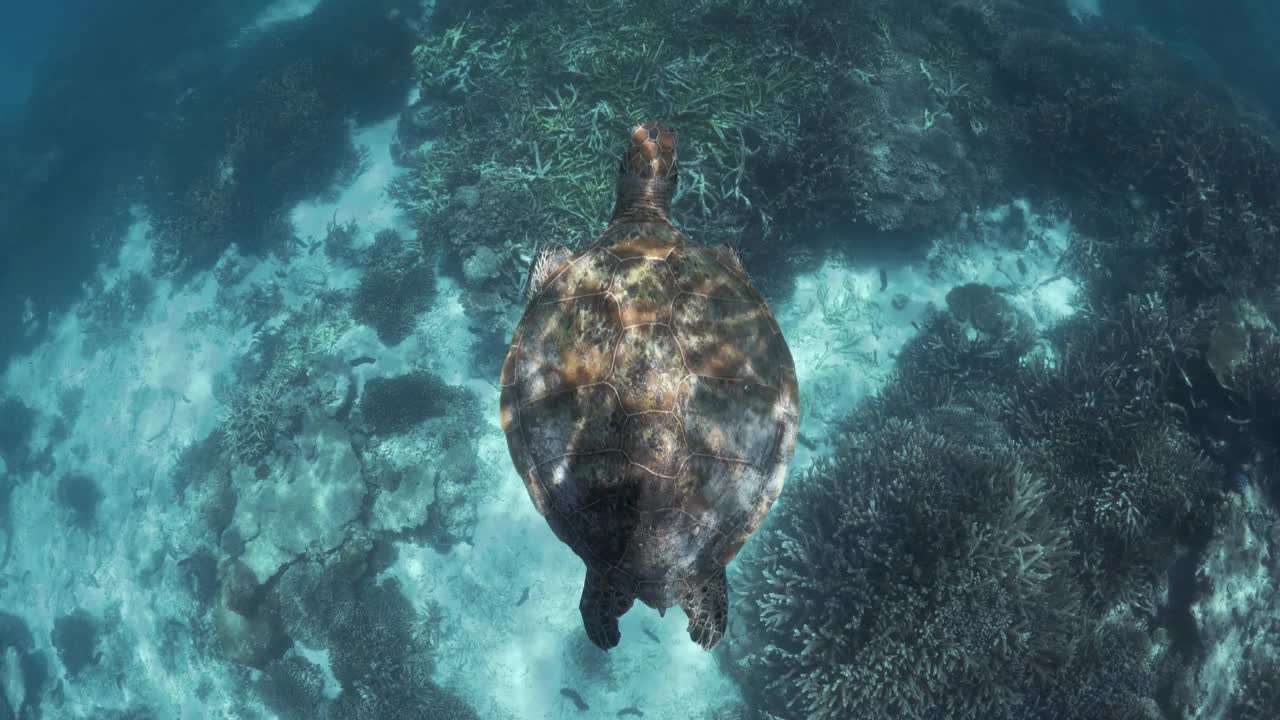 当海龟在珊瑚礁和沙礁上游泳时，阳光洒在它的背上。澳大利亚大堡礁视频素材