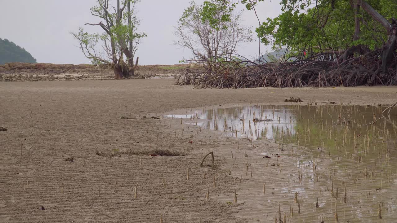 长红树根，气根，气根，红树苹果呼吸的特殊根，红树森林海滩的软木树低潮期，恩多，马来西亚视频素材