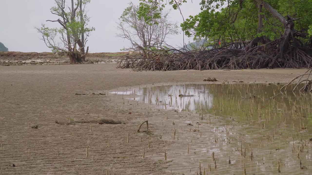 长红树根，气根，气根，红树苹果呼吸的特殊根，红树森林海滩的软木树低潮期，恩多，马来西亚视频素材