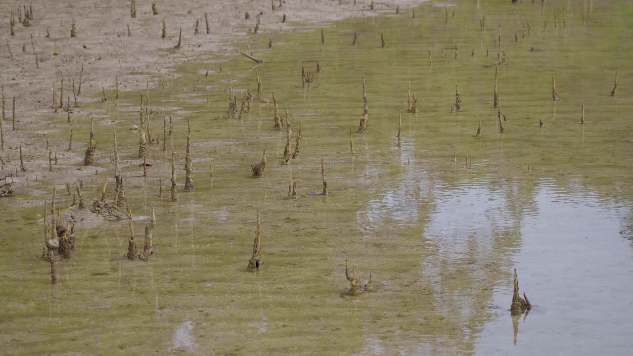 靠近热带红树林的空气呼吸根，气团，空气根在低潮红树林的浅水，恩多，马来西亚视频素材