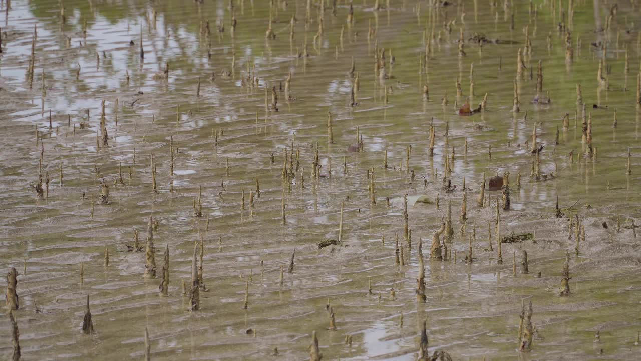 靠近热带红树林的空气呼吸根，气团，空气根在低潮红树林的浅水，恩多，马来西亚视频素材