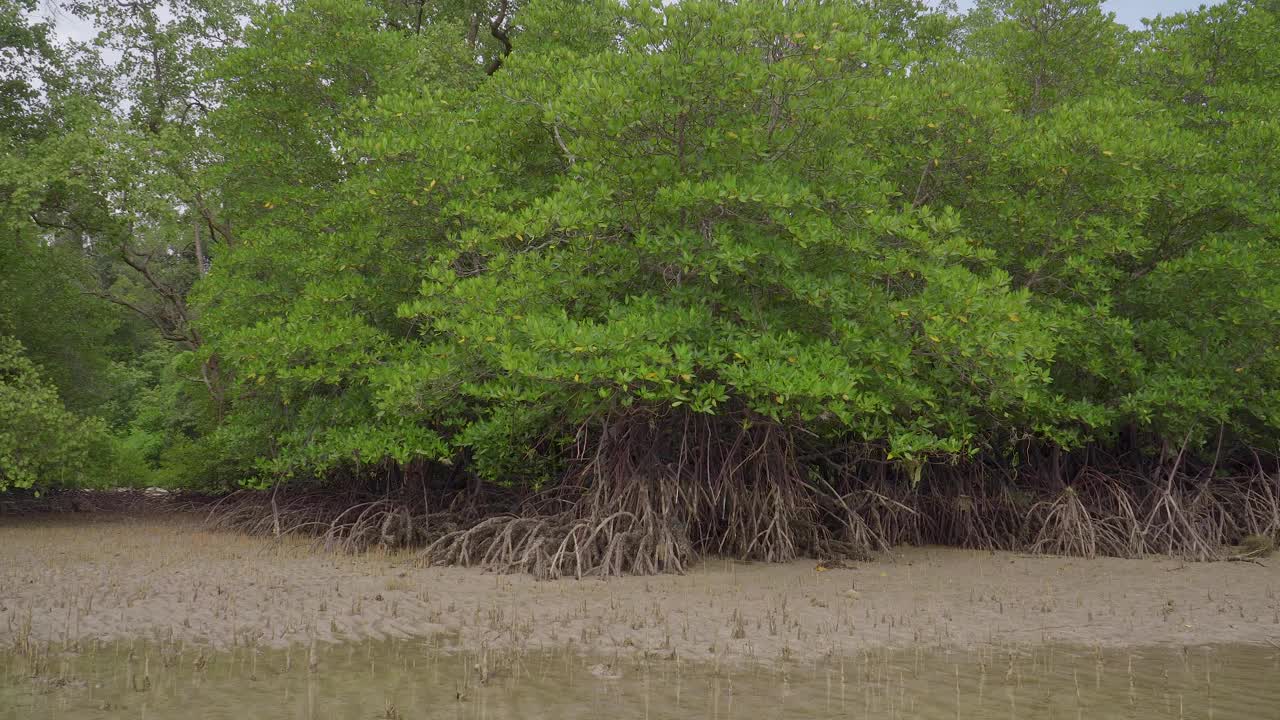 在马来西亚恩多的低潮浅水沙滩拍热带红树林森林树木，根，气根和气根视频素材