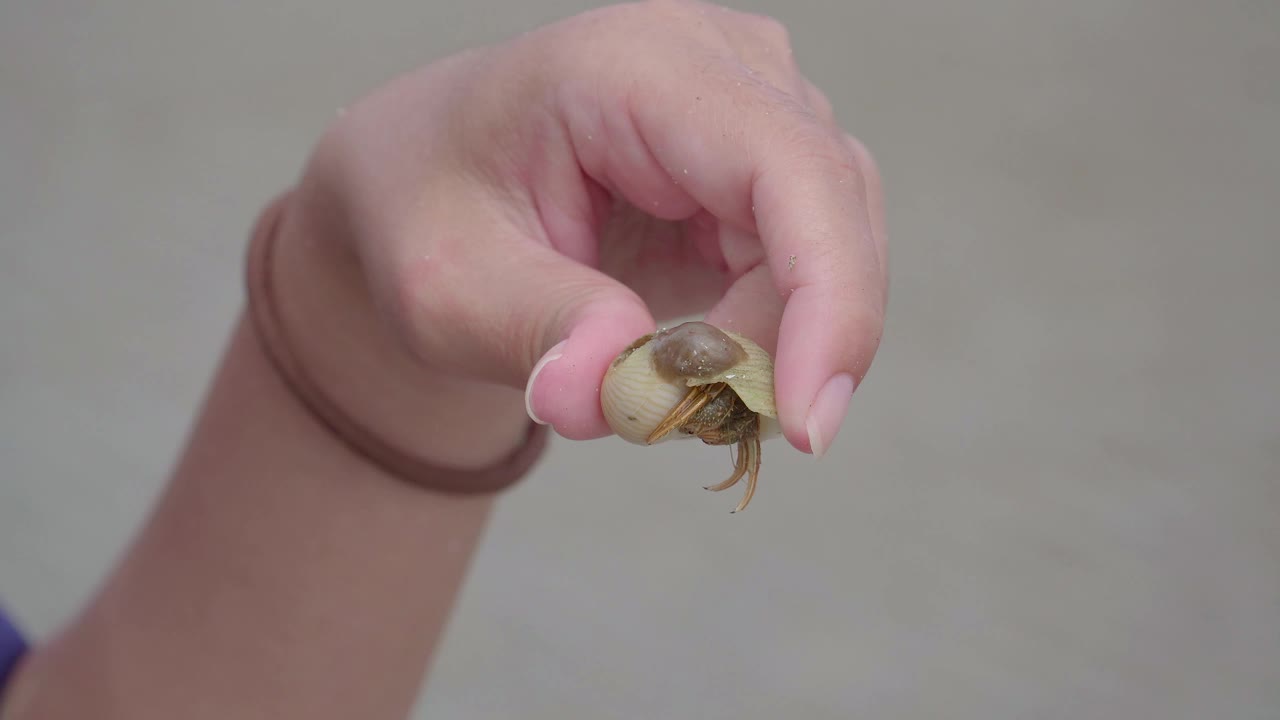 沙滩上的女人手牵着带着贝壳的寄居蟹。近景，野生自然的宏观视频素材