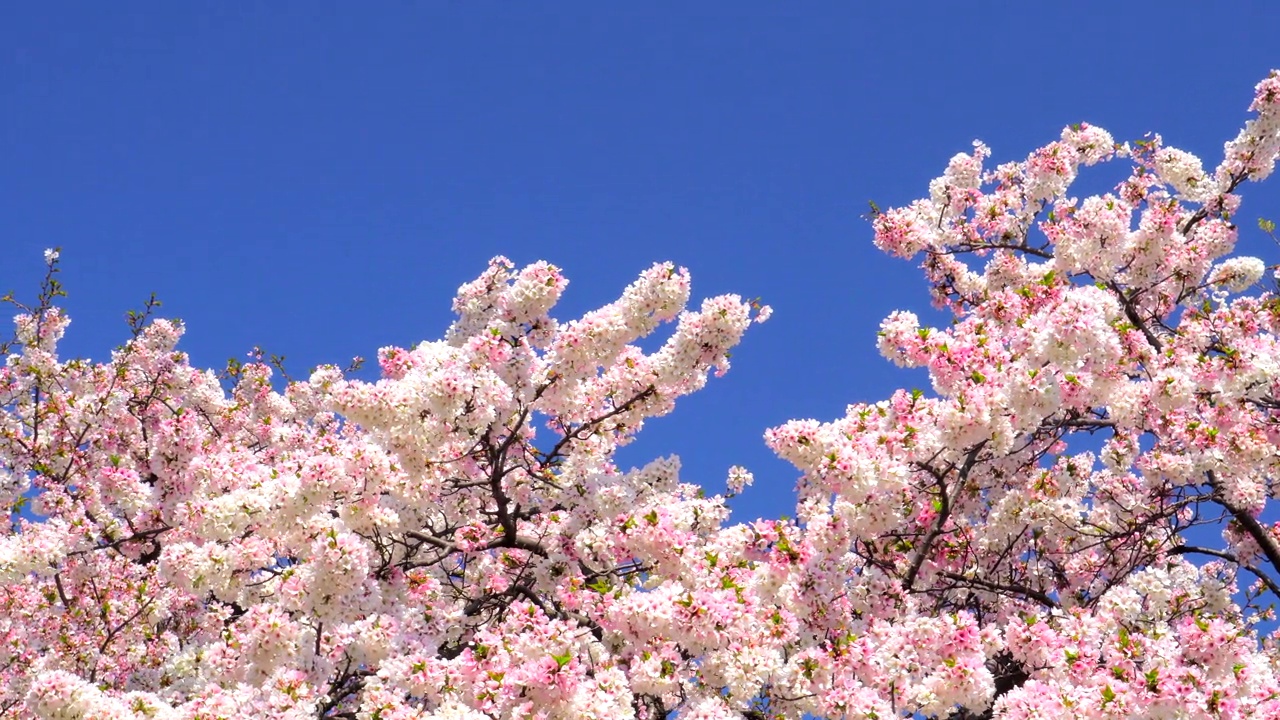 樱花映衬着湛蓝的天空视频素材