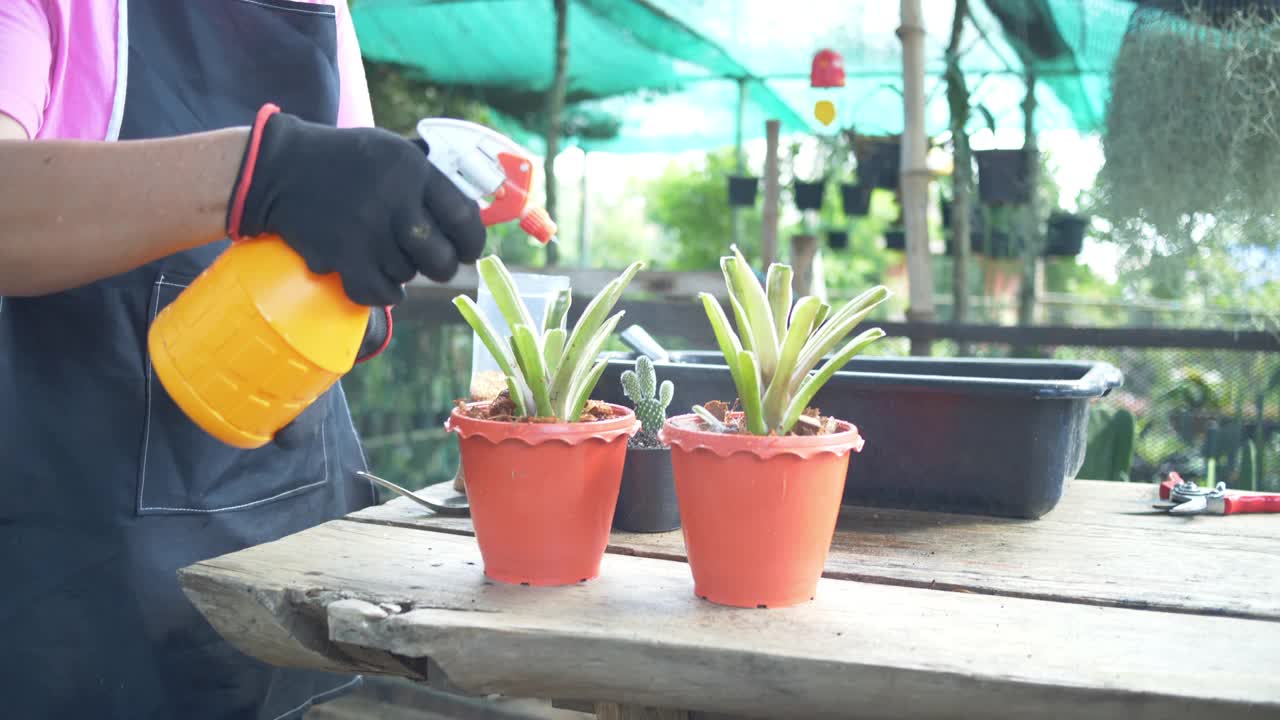 亚洲高级美女在她的室内花园种植植物和喷洒水在他。视频素材