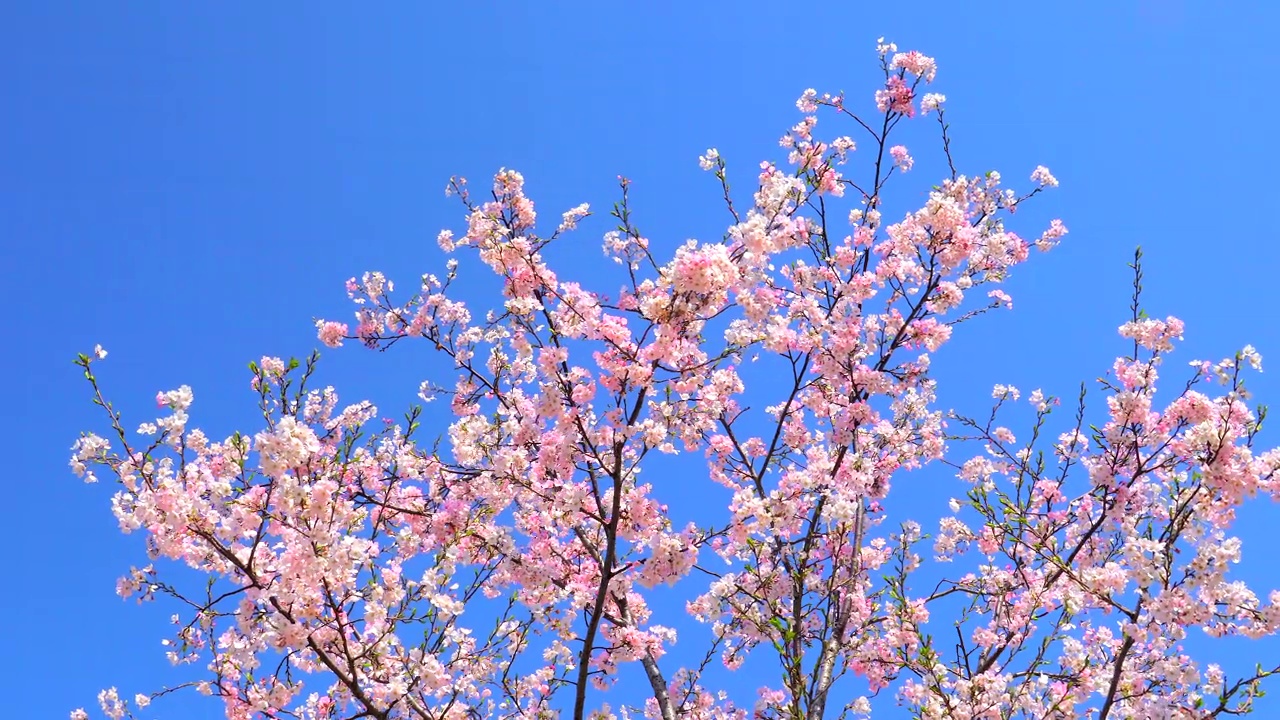 樱花映衬着湛蓝的天空视频素材