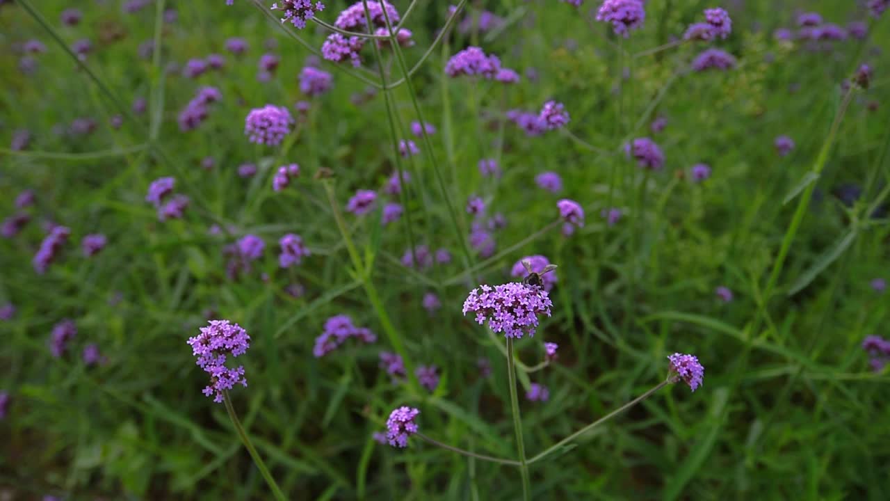 关闭了。蜜蜂飞。蜜蜂采集花粉视频下载