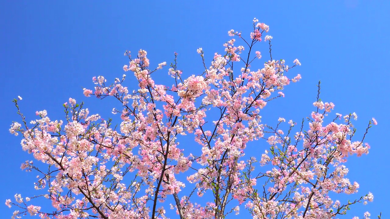 樱花映衬着湛蓝的天空视频素材