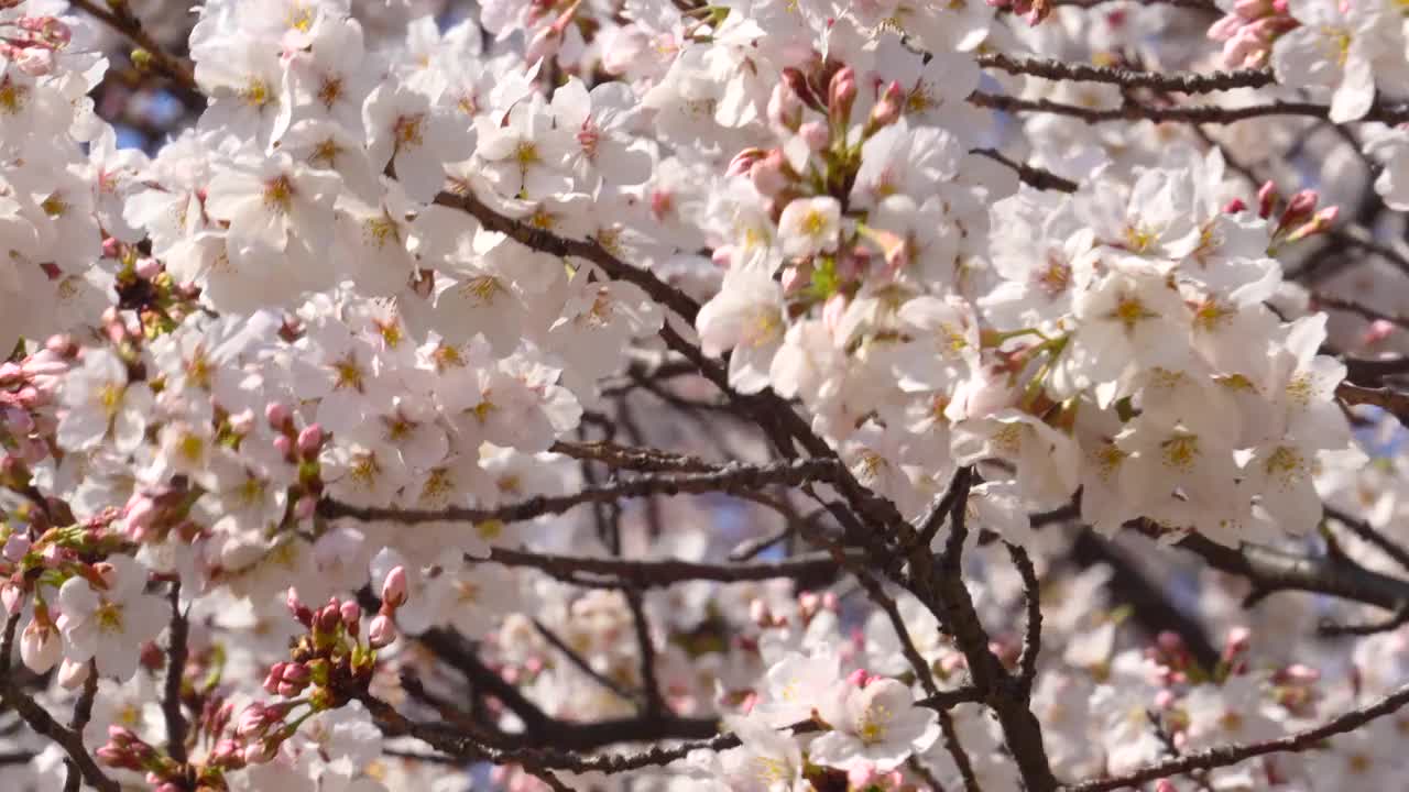 樱花盛开视频素材