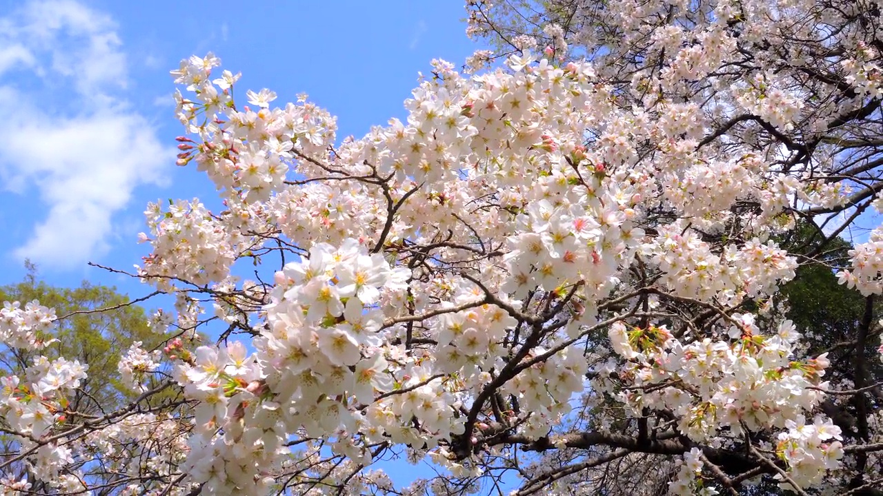 樱花映衬着湛蓝的天空视频素材