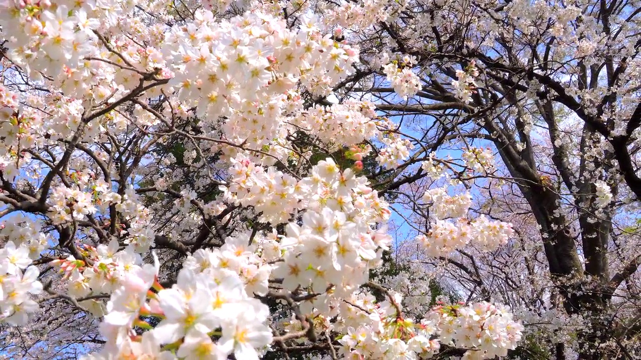 樱花映衬着湛蓝的天空视频素材