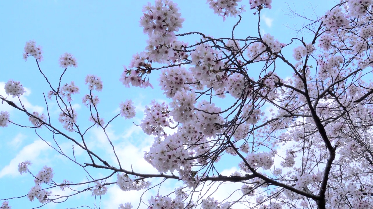 樱花映衬着湛蓝的天空视频素材