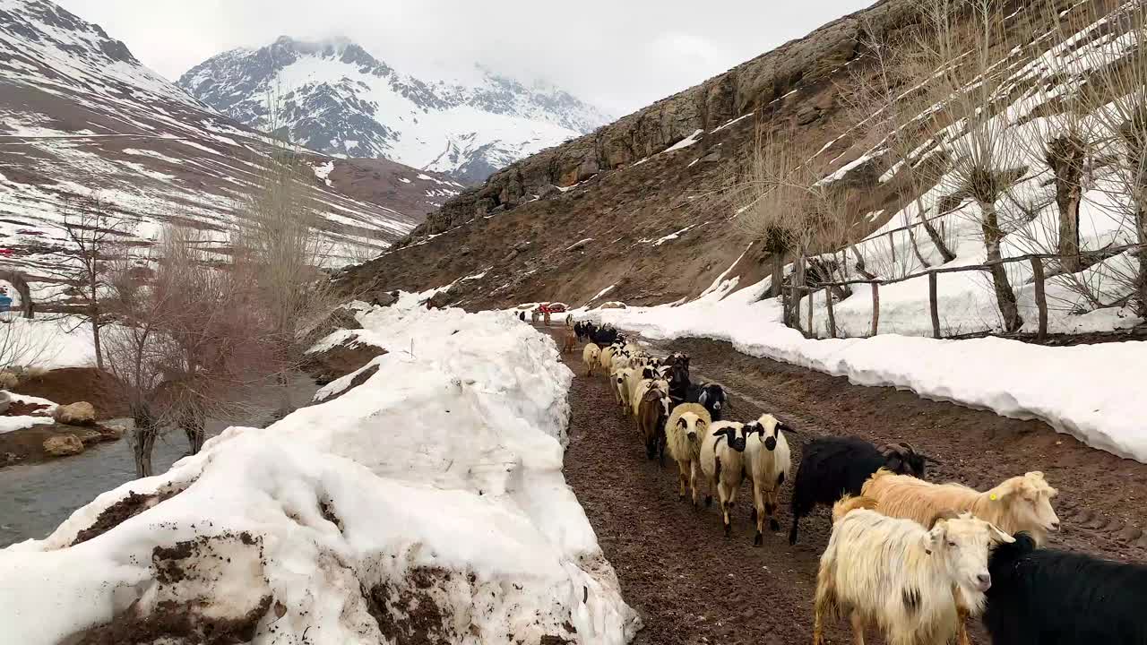 羊群在雪中行走，tc01视频素材