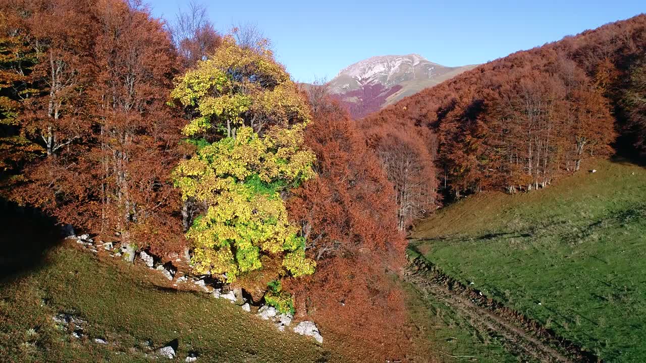 在意大利中部(拉齐奥地区)的蒙特特米里洛山毛榉森林上空的秋天航拍。视频素材